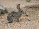 PICTURES/Rabbits/t_Bunny7.JPG